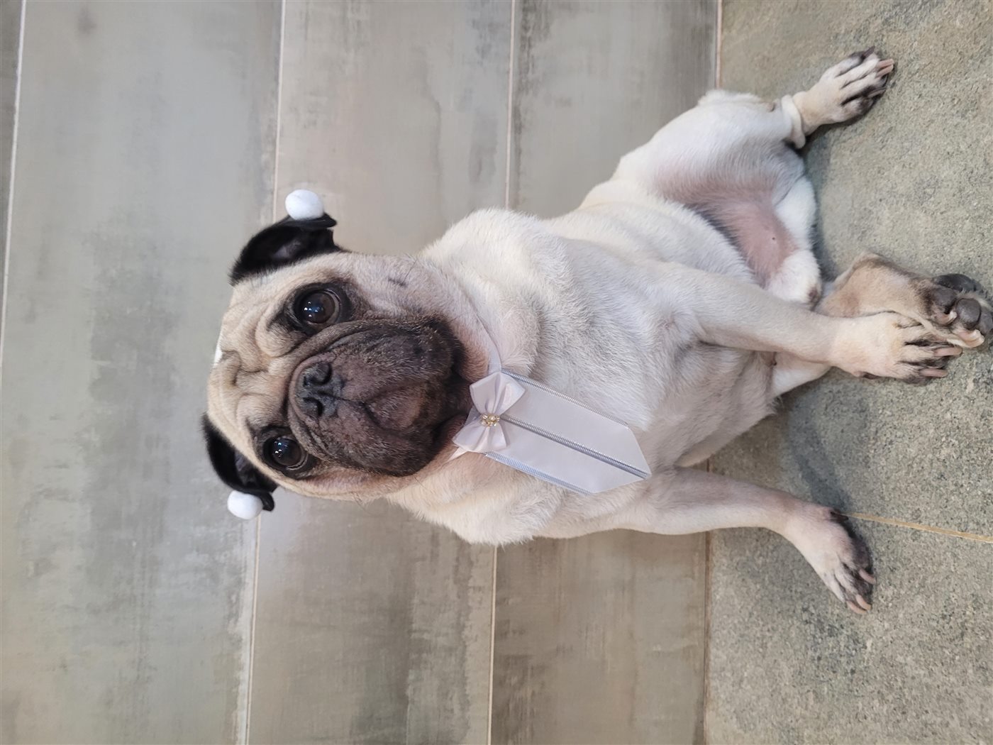 Pug durante o banho na PetSkill