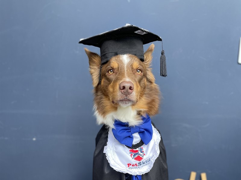 C&atilde;o com traje de formatura na PetSkill
