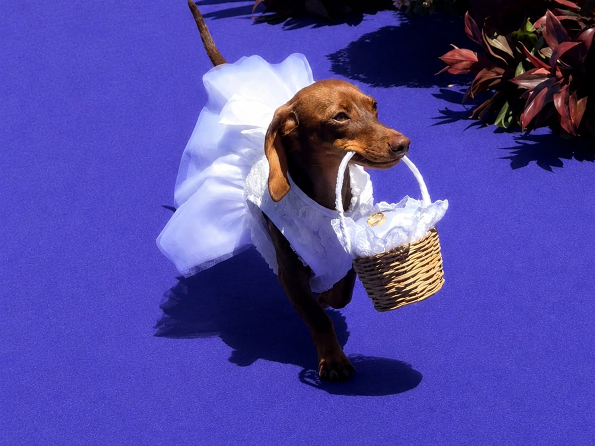 Cão em atividade de adestramento na PetSkill
