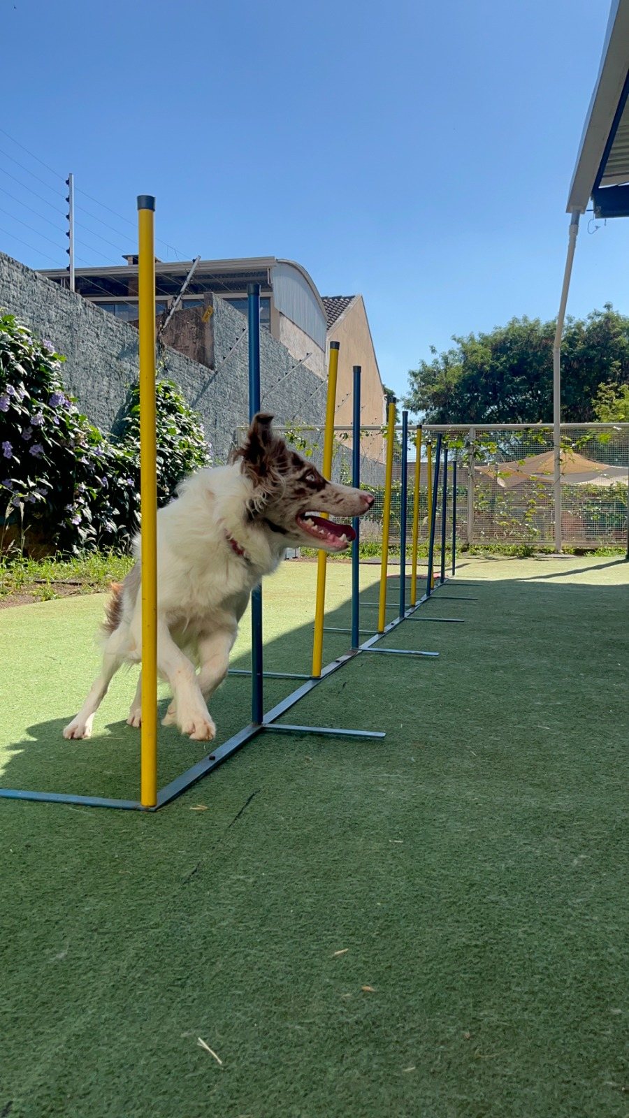 Equipe PetSkill acompanhando atividades