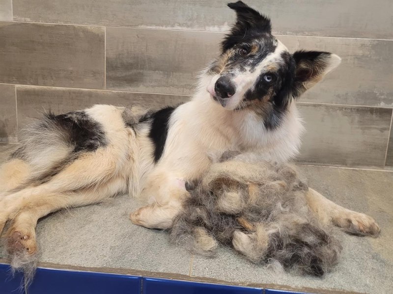 C&atilde;o ap&oacute;s tosa na PetSkill