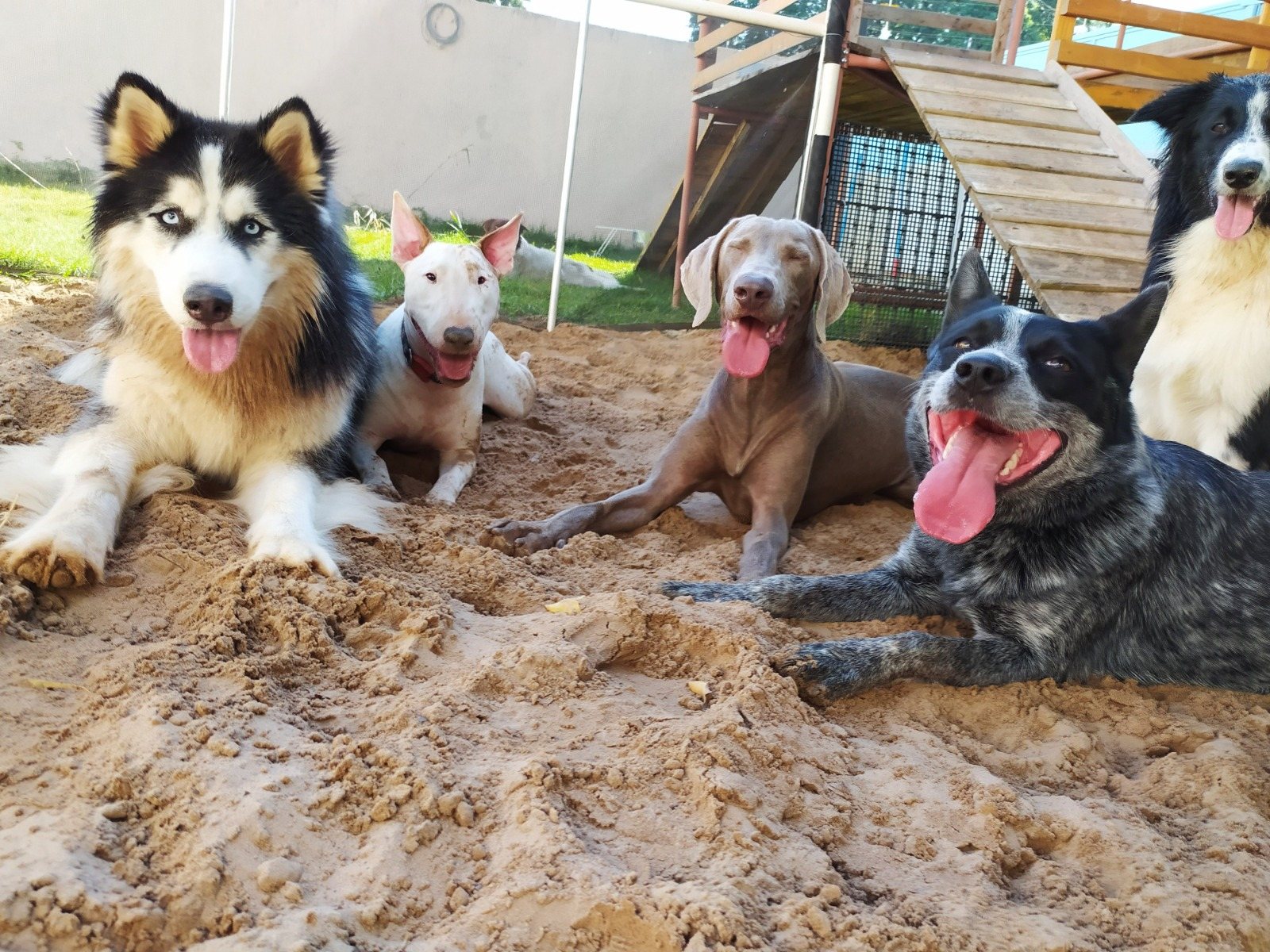 C&atilde;es descansando no espa&ccedil;o da PetSkill