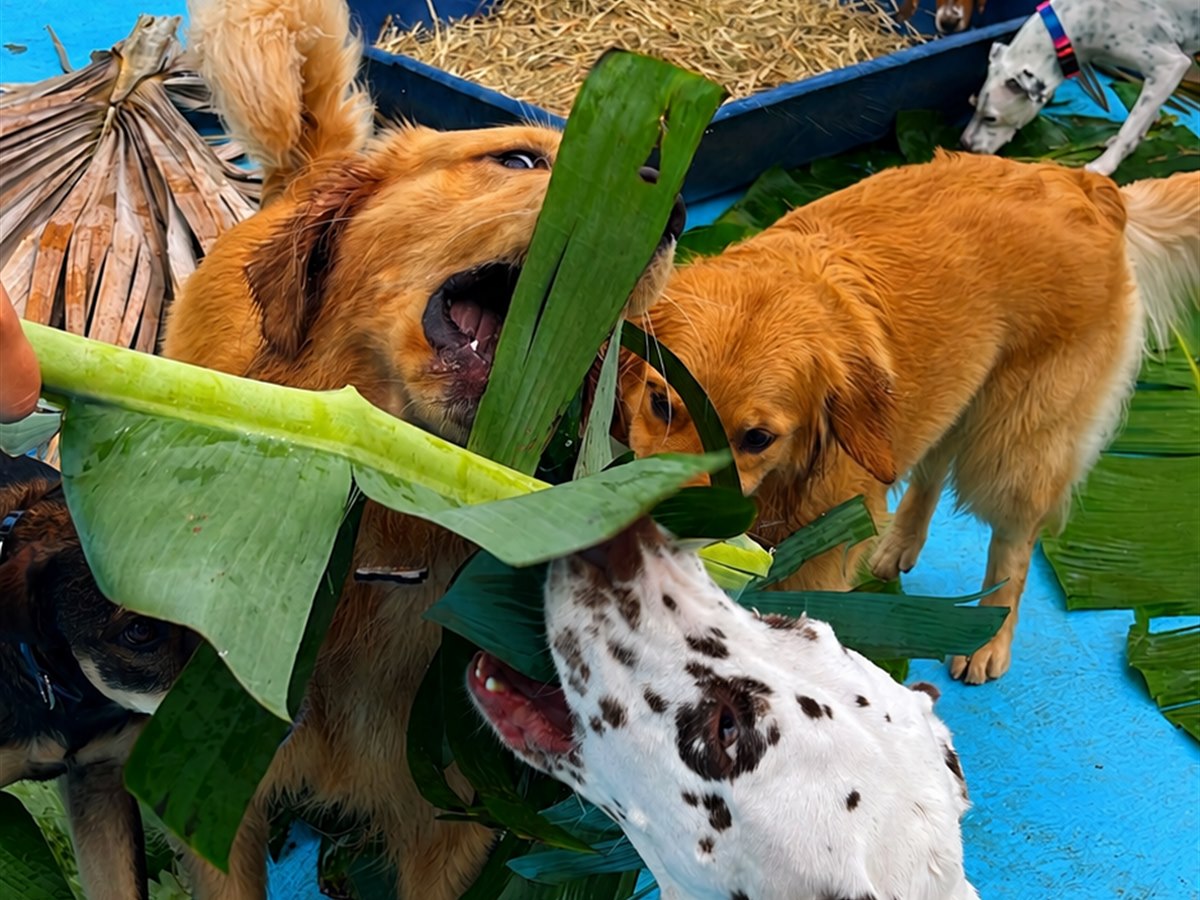 C&atilde;es brincando na rotina da creche PetSkill