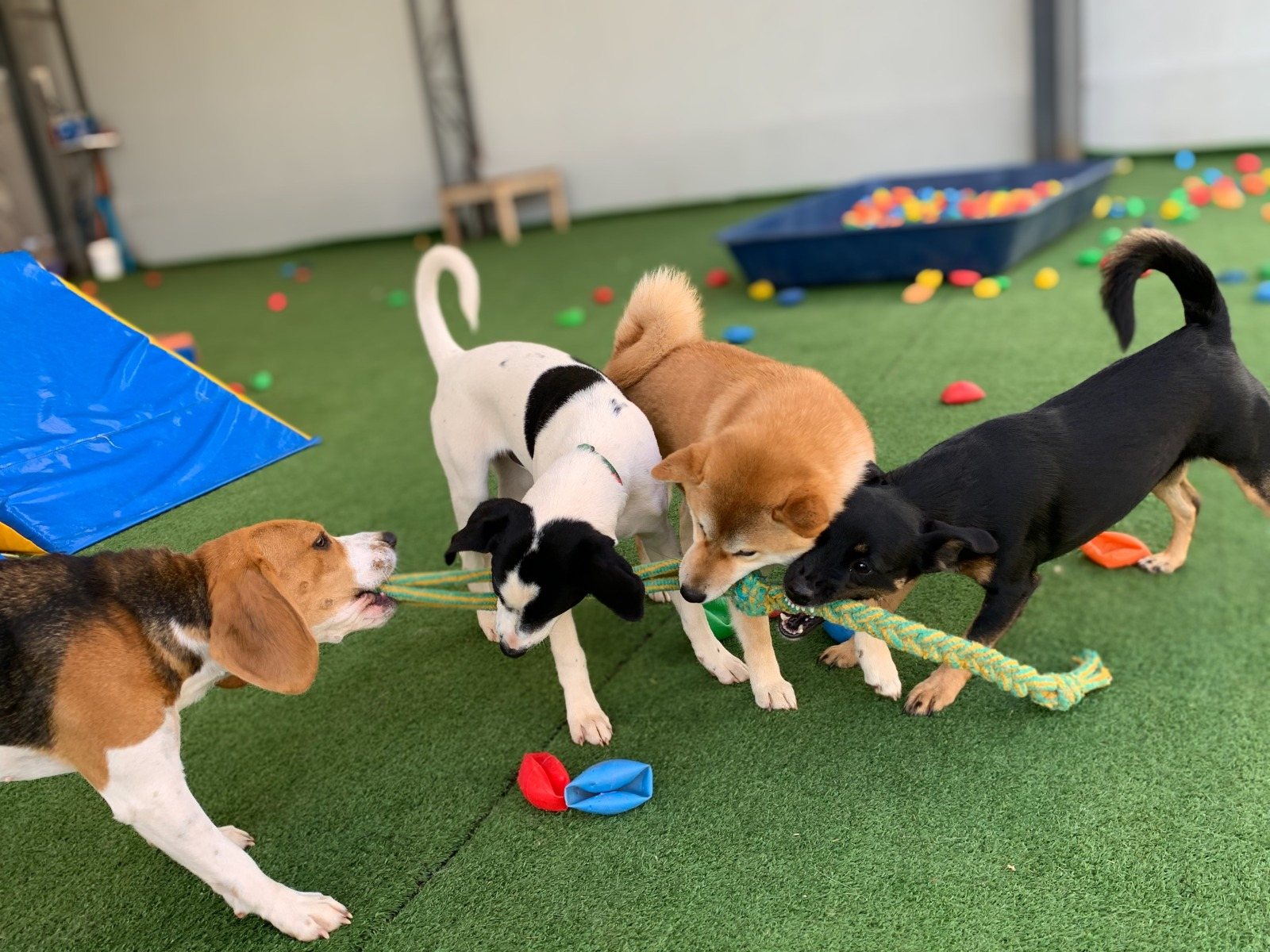 C&atilde;es convivendo na PetSkill