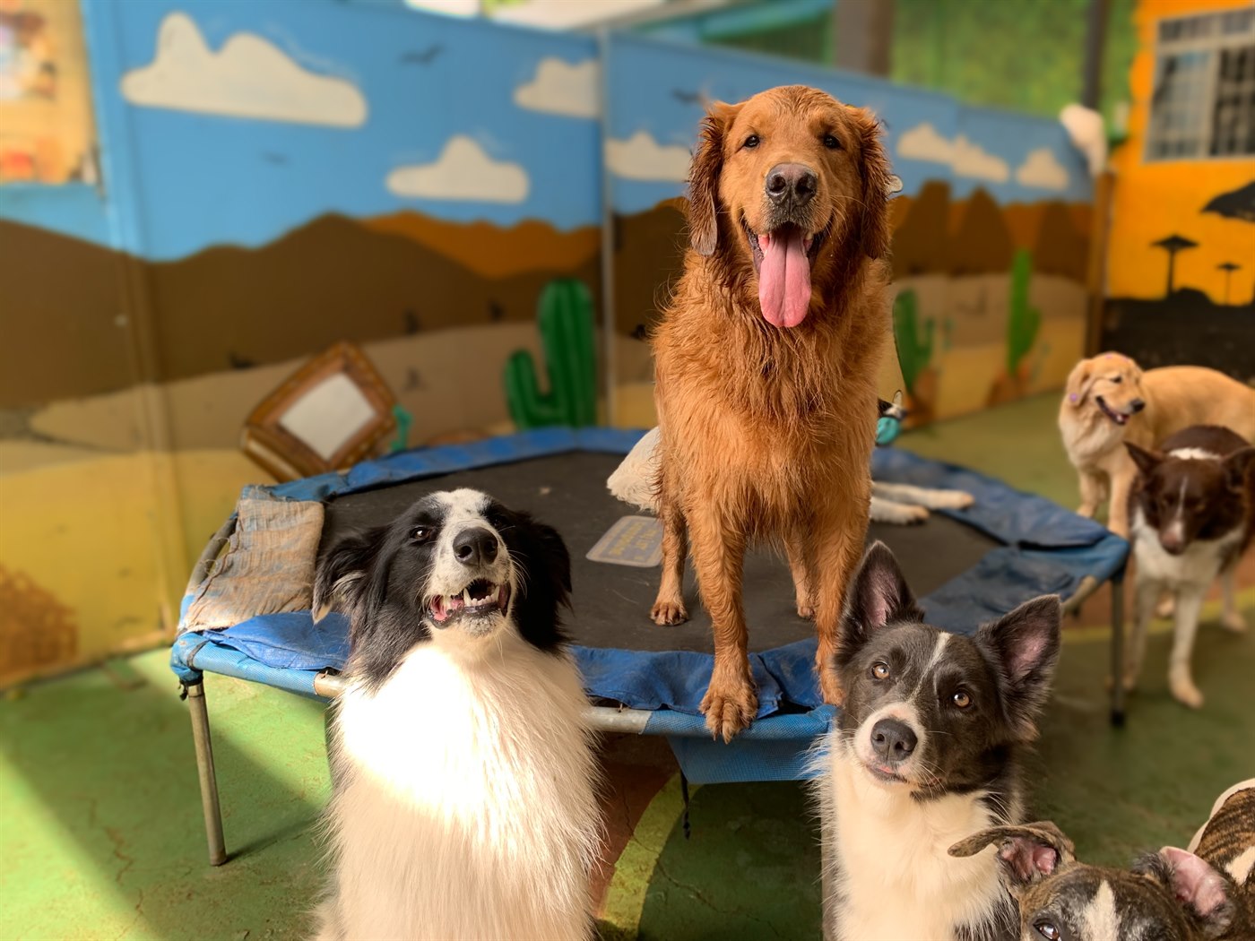C&atilde;es no espa&ccedil;o da PetSkill