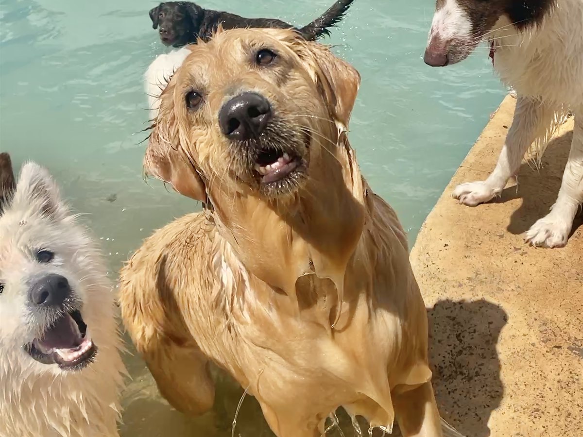 C&atilde;es aproveitando a &aacute;rea de piscina da PetSkill