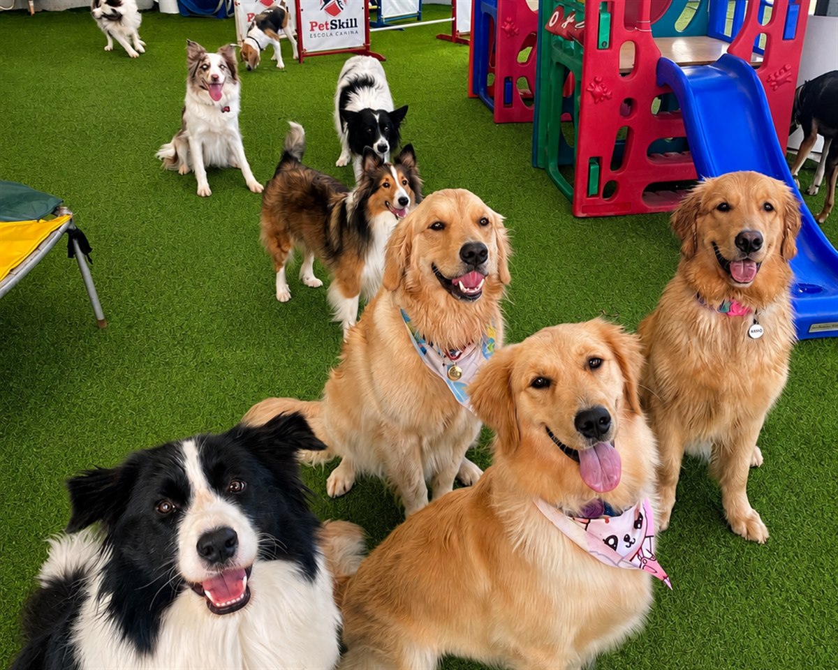 C&atilde;es em &aacute;rea de recrea&ccedil;&atilde;o e estrutura da PetSkill