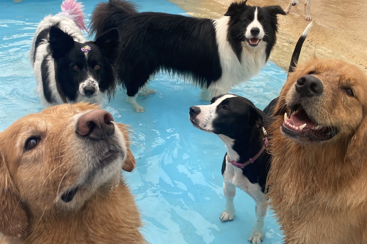 C&atilde;es em atividade na piscina da PetSkill