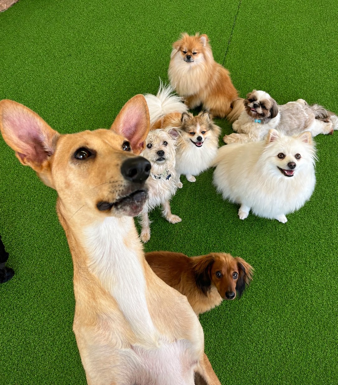 C&atilde;es em ambiente externo da PetSkill