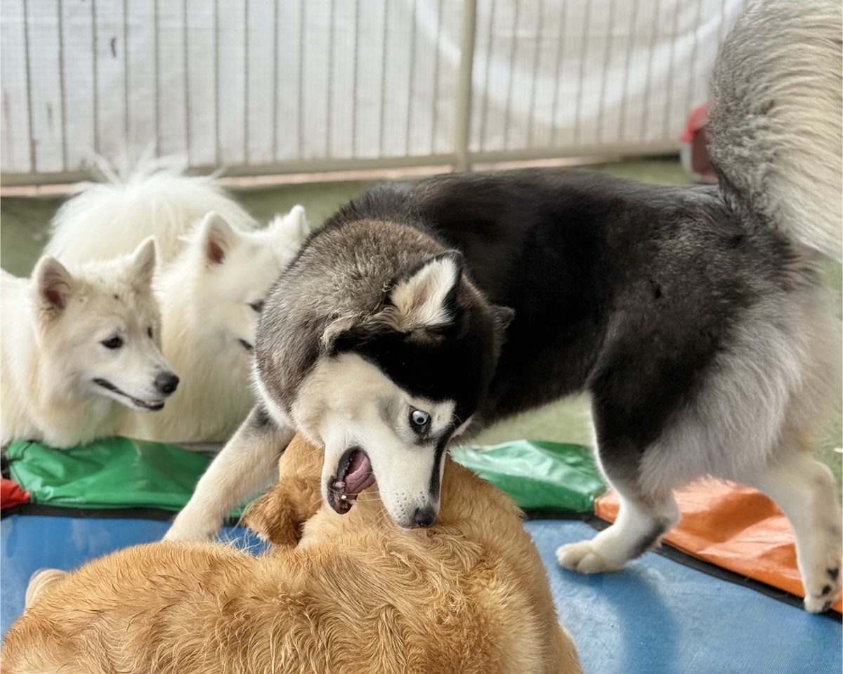 C&atilde;es brincando durante a hospedagem na PetSkill