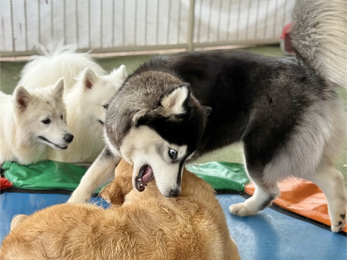 C&atilde;es convivendo durante a rotina do hotel da PetSkill