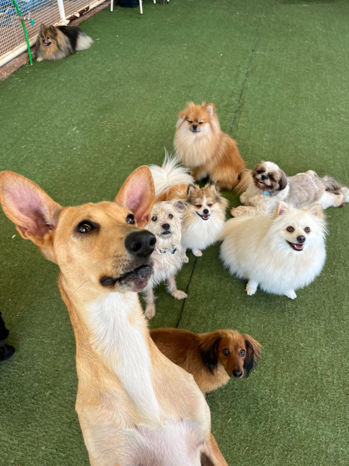 C&atilde;es no espa&ccedil;o da PetSkill